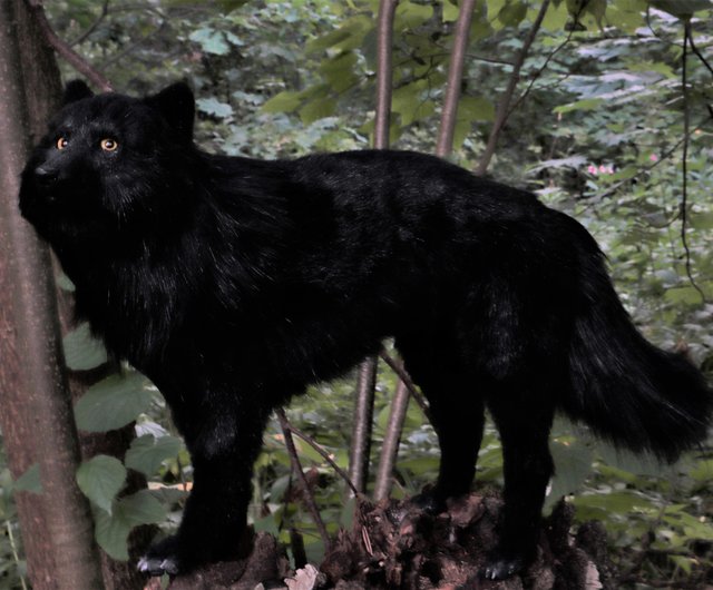 アゼルバイジャン オオカミ ウォーロック リアルな動物のぬいぐるみ