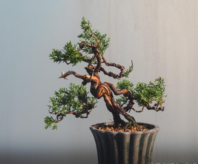 台湾 糸魚川真柏ミニ盆栽 水線と舎利彫刻が織りなす多彩な表情