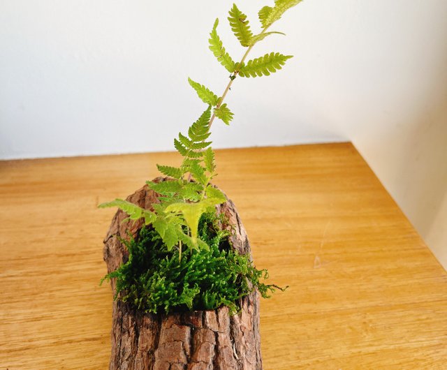 台湾 純天然 木生シダ 幹シダ 鉢植え 飾り ギフト 鉢植え pure-nature