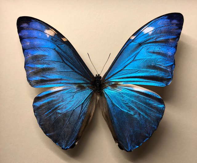 台湾 ブラジルの国蝶、小さなブルーモルフォ_蝶の標本の小型版