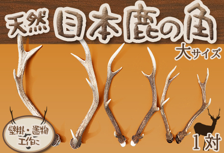 日本鹿の角 5対(10本セット ) No.1 日本鹿の角 5