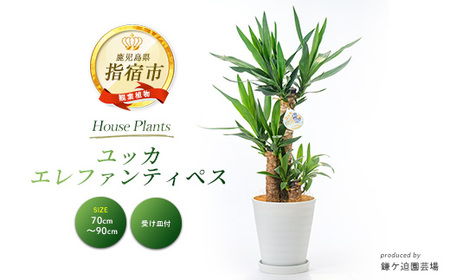 2026年3月上旬～発送【観葉植物】ユッカ・エレファンティペス70cm