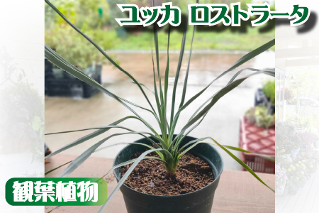 ドライガーデンで人気】ユッカ・ロストラータ（ユッカ ドライガーデン