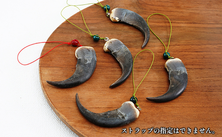 北海道枝幸産 ヒグマの爪ストラップ 7cm前後【 くま 熊 ヒグマ 羆
