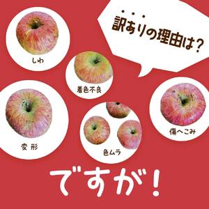 令和7年産先行予約】 〈訳あり品 家庭用〉 りんご 「サンふじ」 約10kg