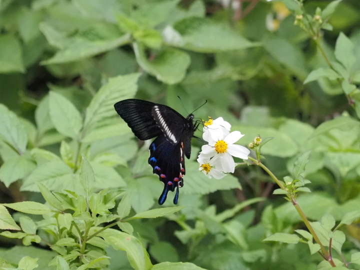 オキナワカラスアゲハ