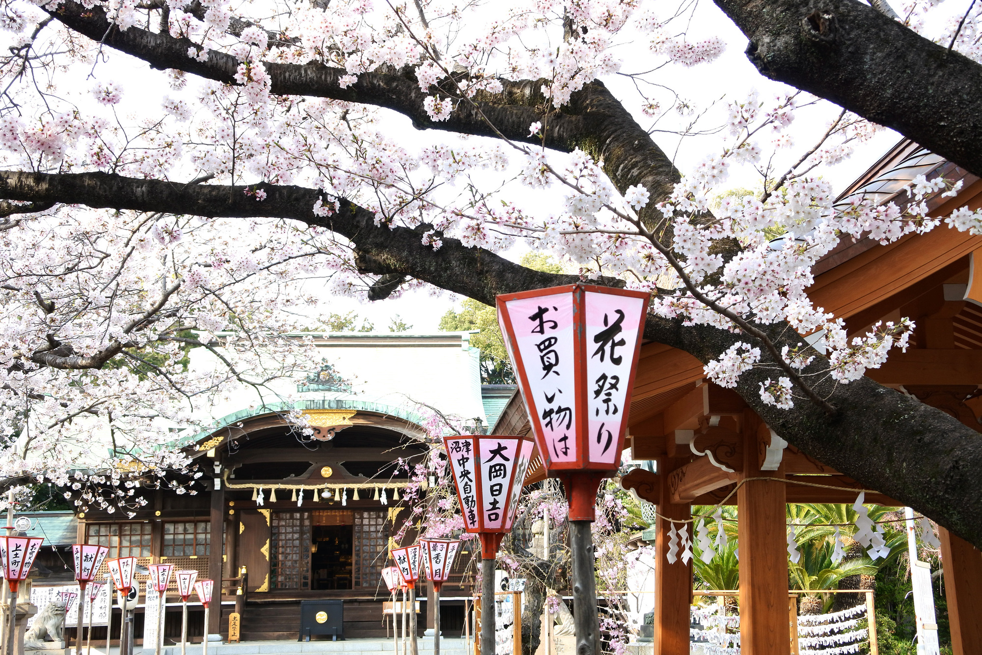 日枝神社の桜｜沼津市｜桜｜観光｜chafuka