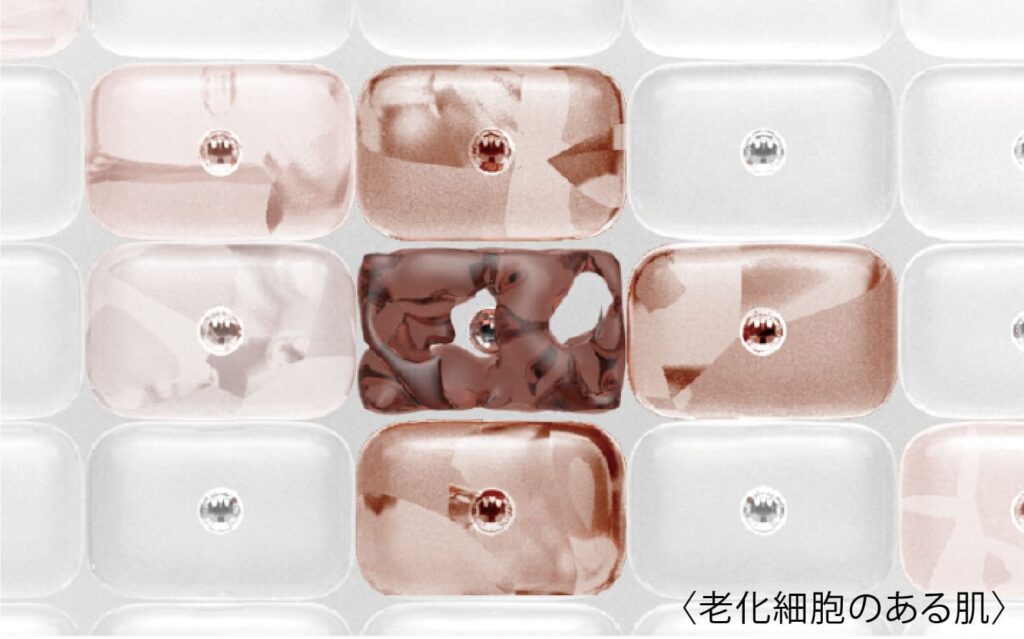 LE TEMPS | シャンソン化粧品