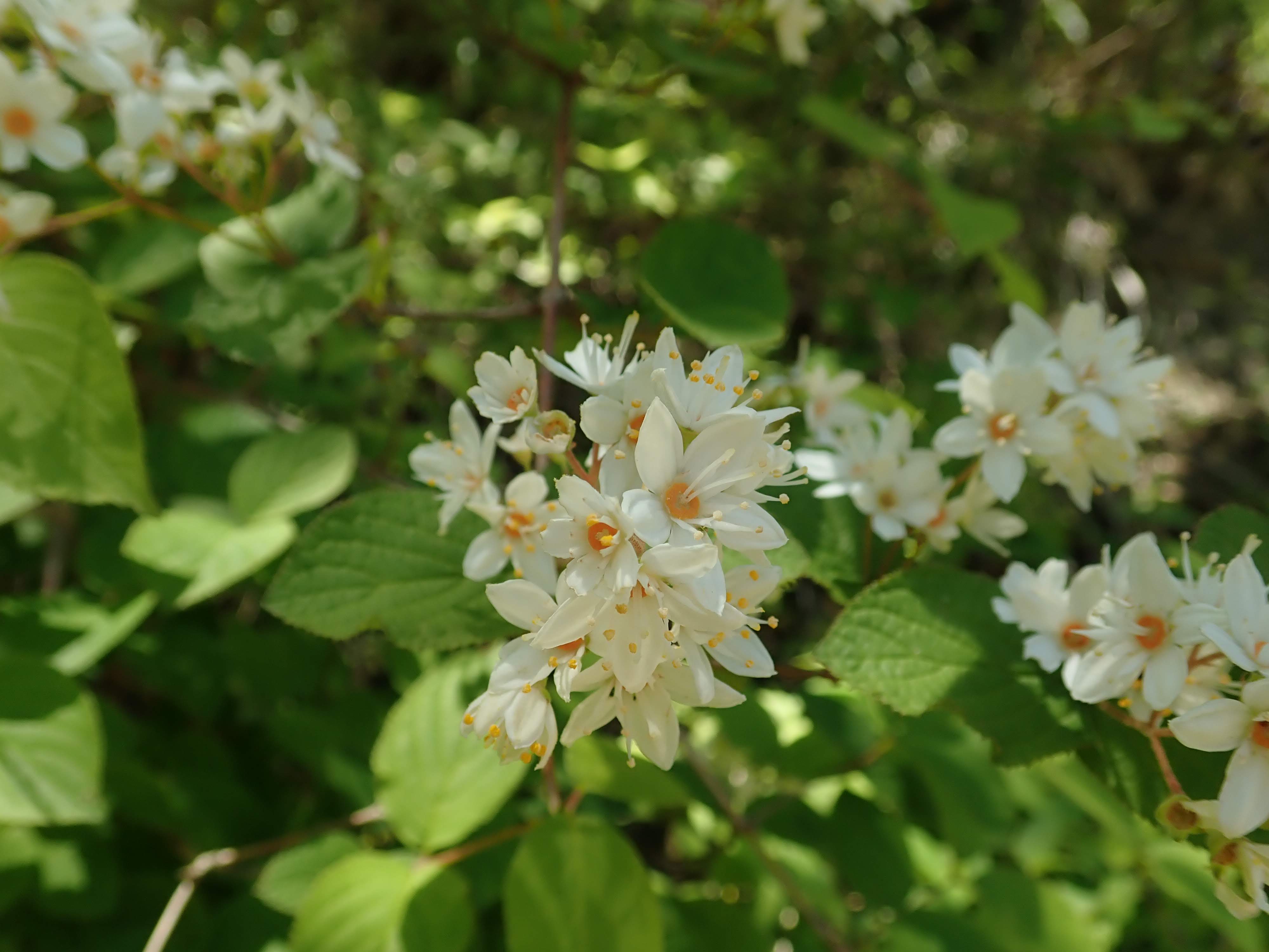 P5220133.jpg?v=1748584646&