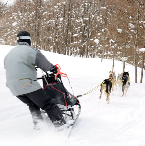 橇～Dog Sled – 犬ぞり用具のお店 Canis Major