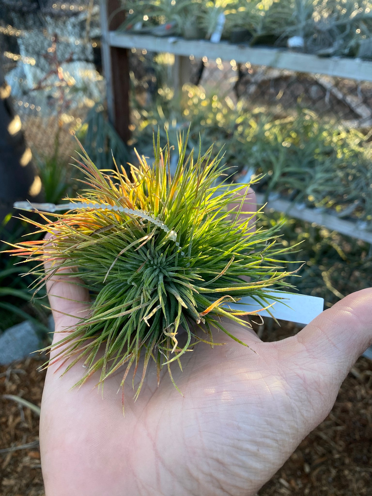 Tillandsia ionantha Monstrose – Cuffel Farms