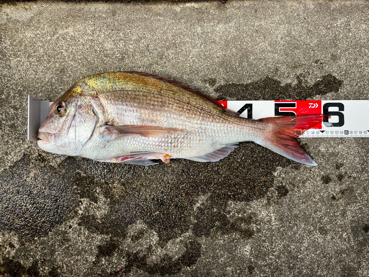 DAIWA 20紅牙 エアポータブル N69MB-S APの最安値・インプレ・釣果