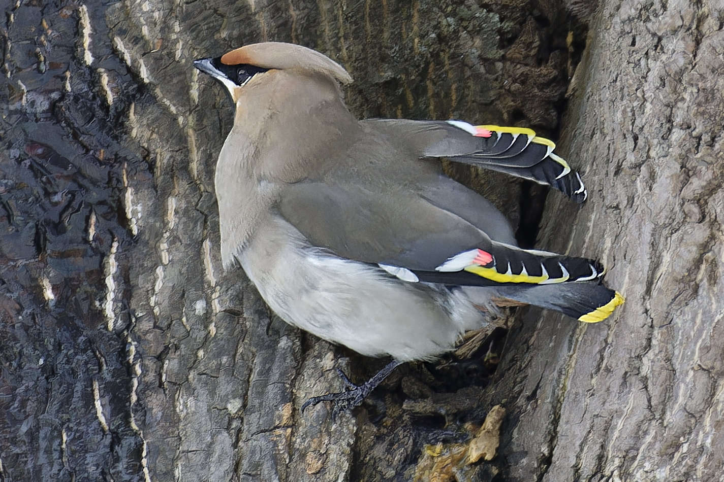 レンジャク科野鳥の写真