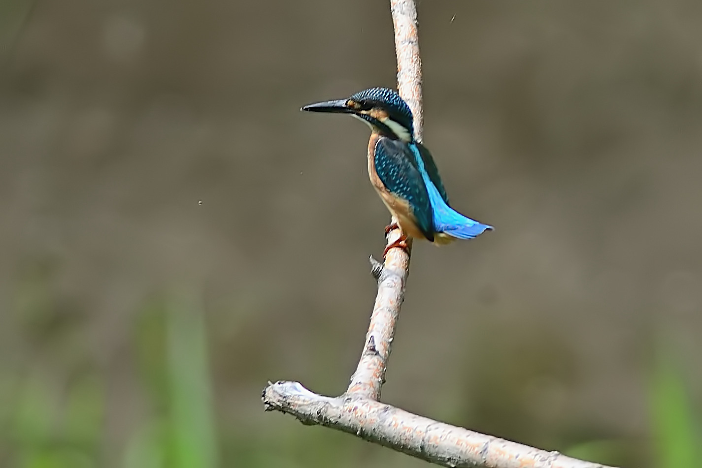 カワセミの写真
