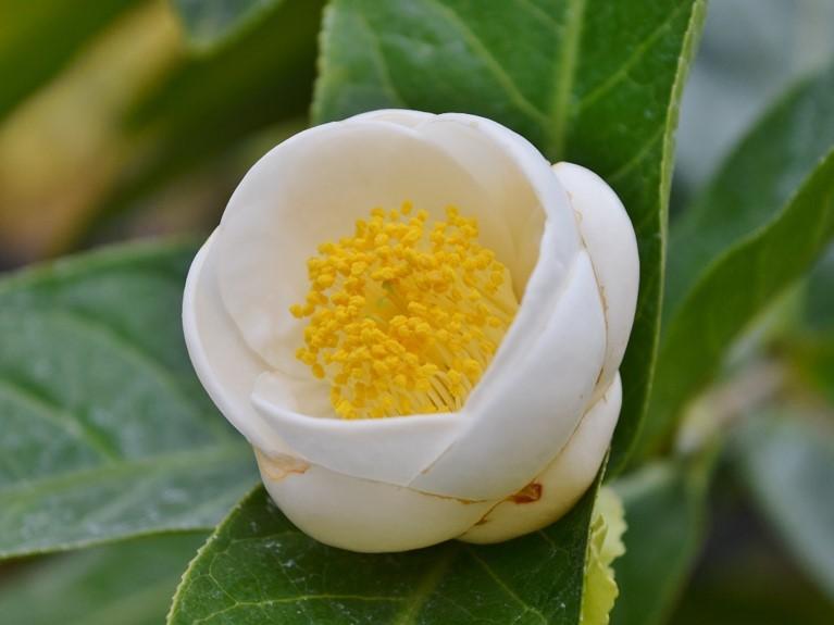 花の見どころ｜安城産業文化公園デンパーク