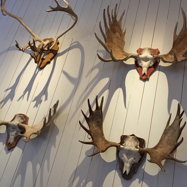 鹿の頭蓋骨をインテリアに！お部屋を個性的で洗練された空間に | GRcompany