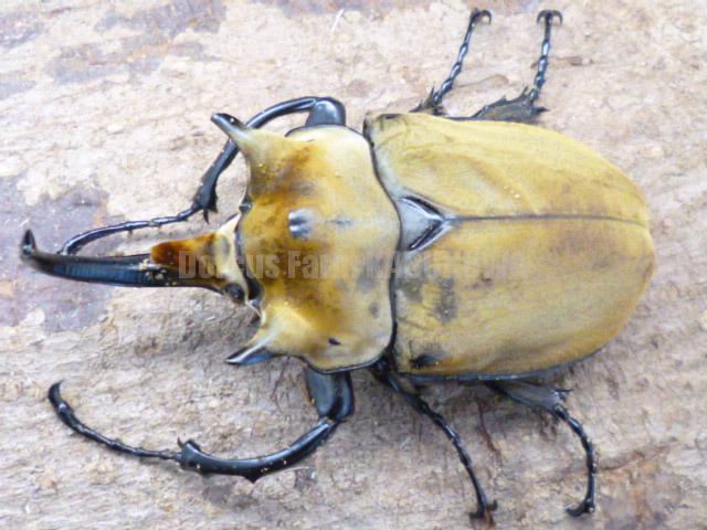 イイジマゾウカブト | Dorcusfarm