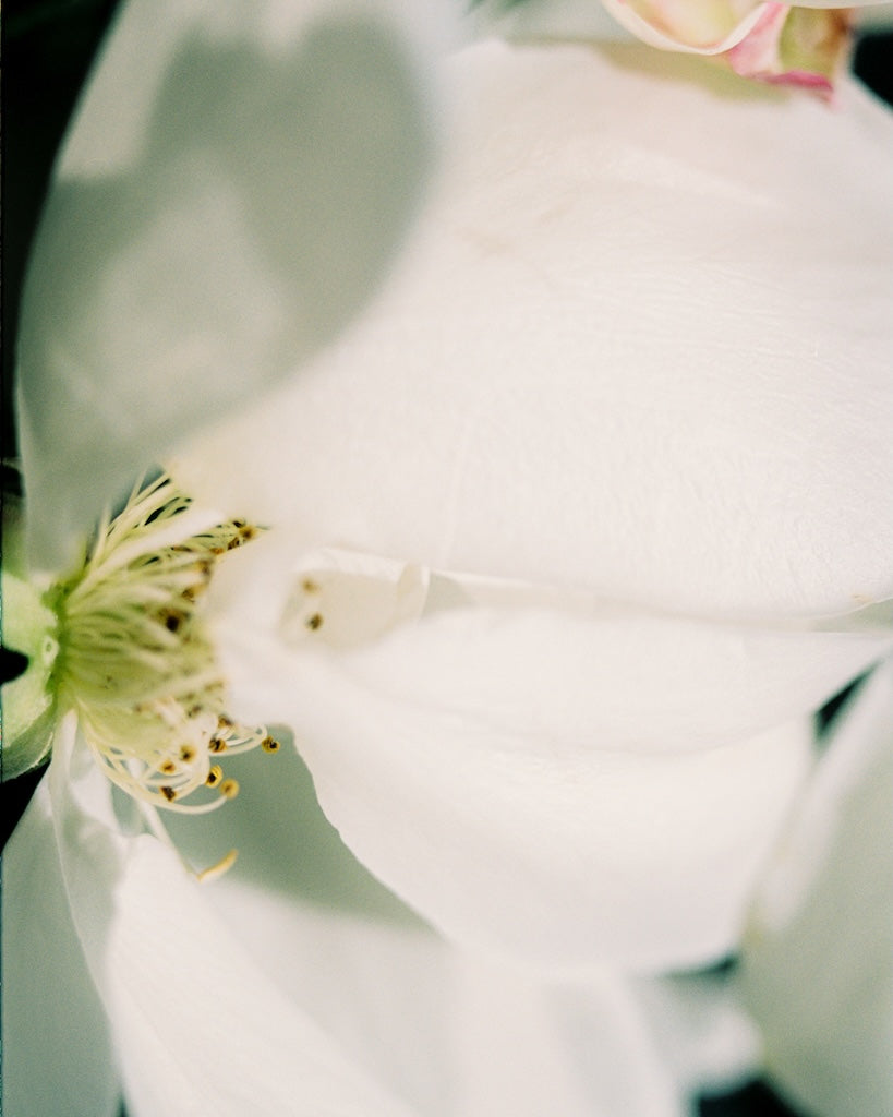 R.B. トラベルエディション - ドルセー ジャパン (d'Orsay Japan