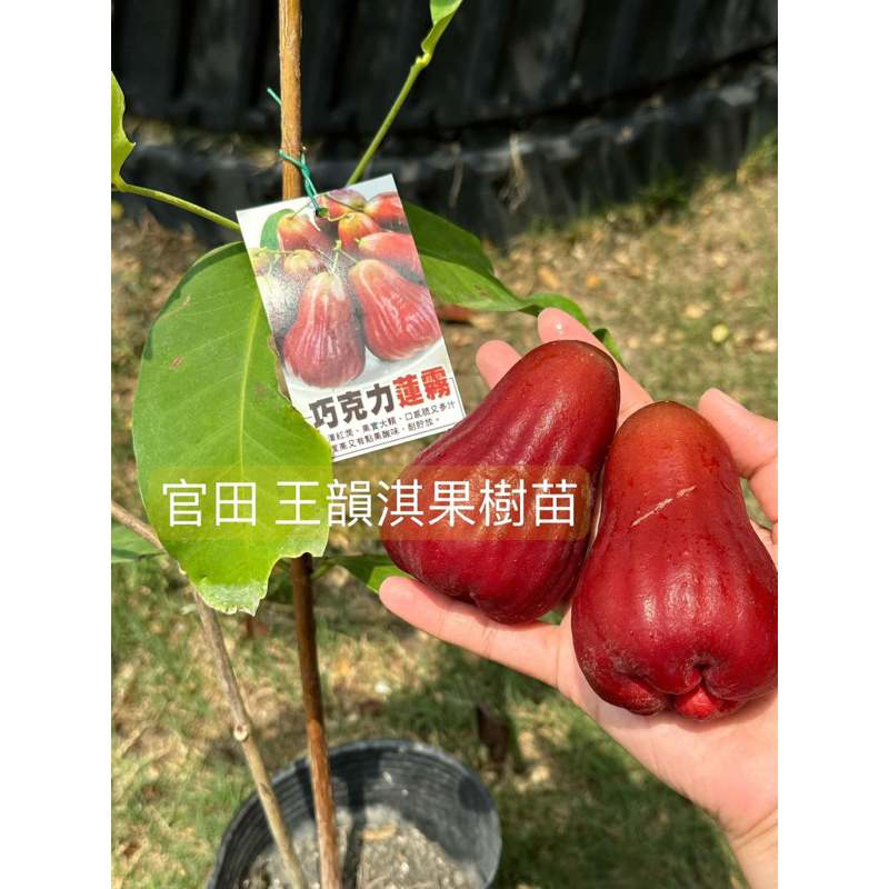 農夫世家］蓮霧新品種黑金剛黑珍珠子彈飛彈香水巴掌白玉蓮霧蘋果蓮霧