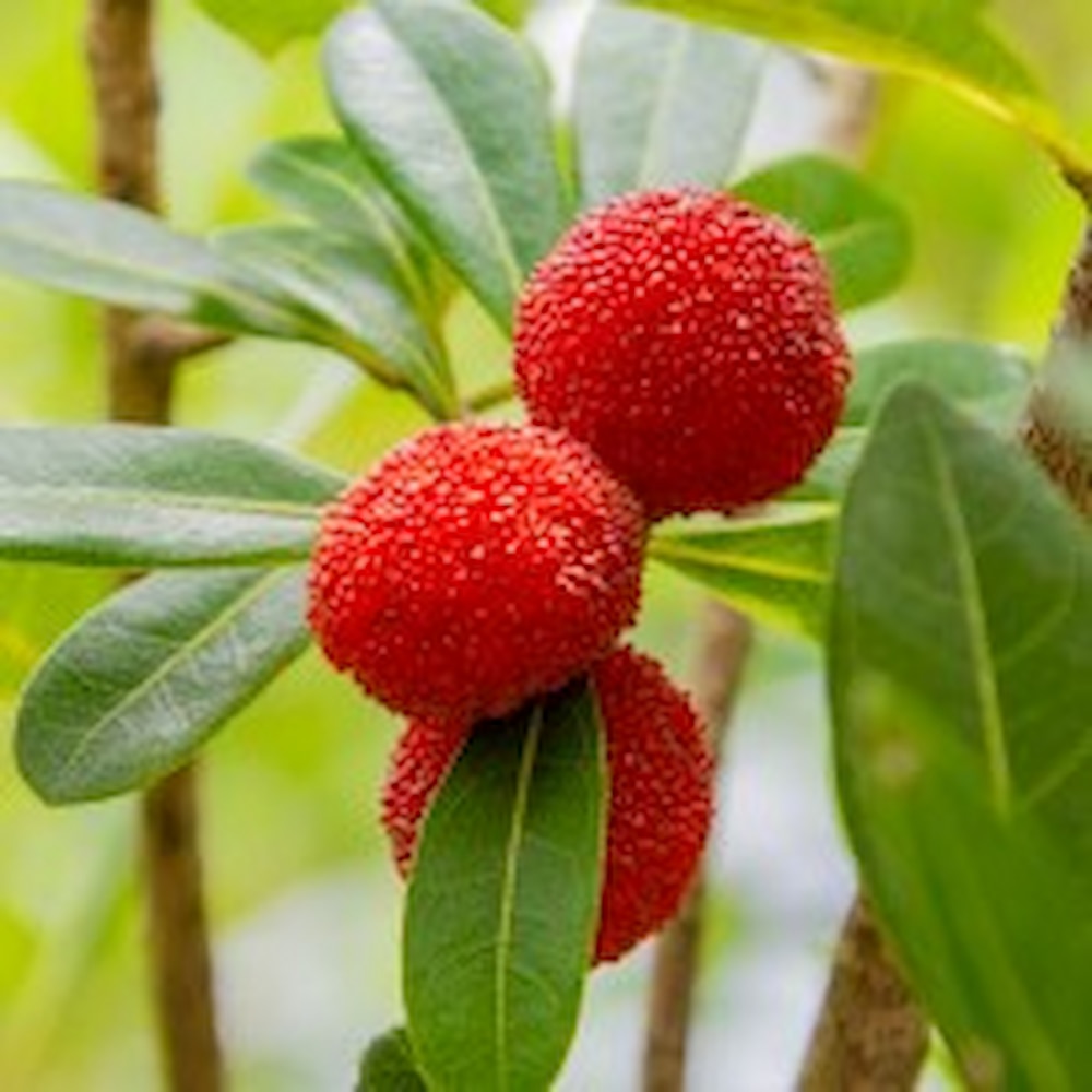 やまももブラウニー4個入り: 九州エリア│DISCOVER WEST mall 【JR