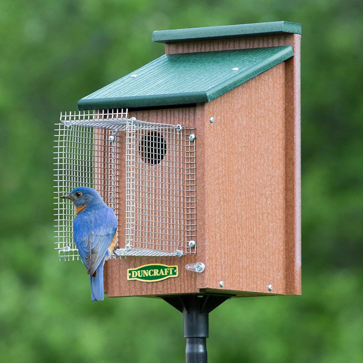 Bluebird House with Pole & Noel Guard | Predator-Proof Birdhouse