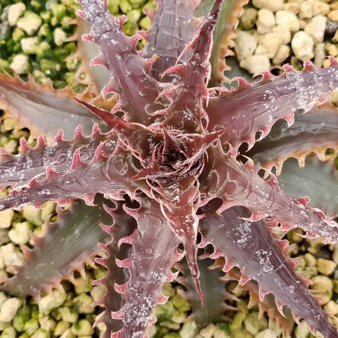 ディッキア・マニアックス Dyckia Maniax by にんにん（nin-nin）