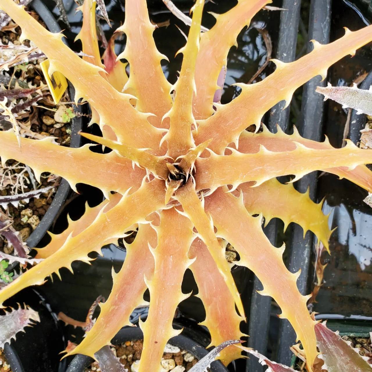 ディッキア・ベアテアエ：Dyckia beateae | Dyckia Maniax