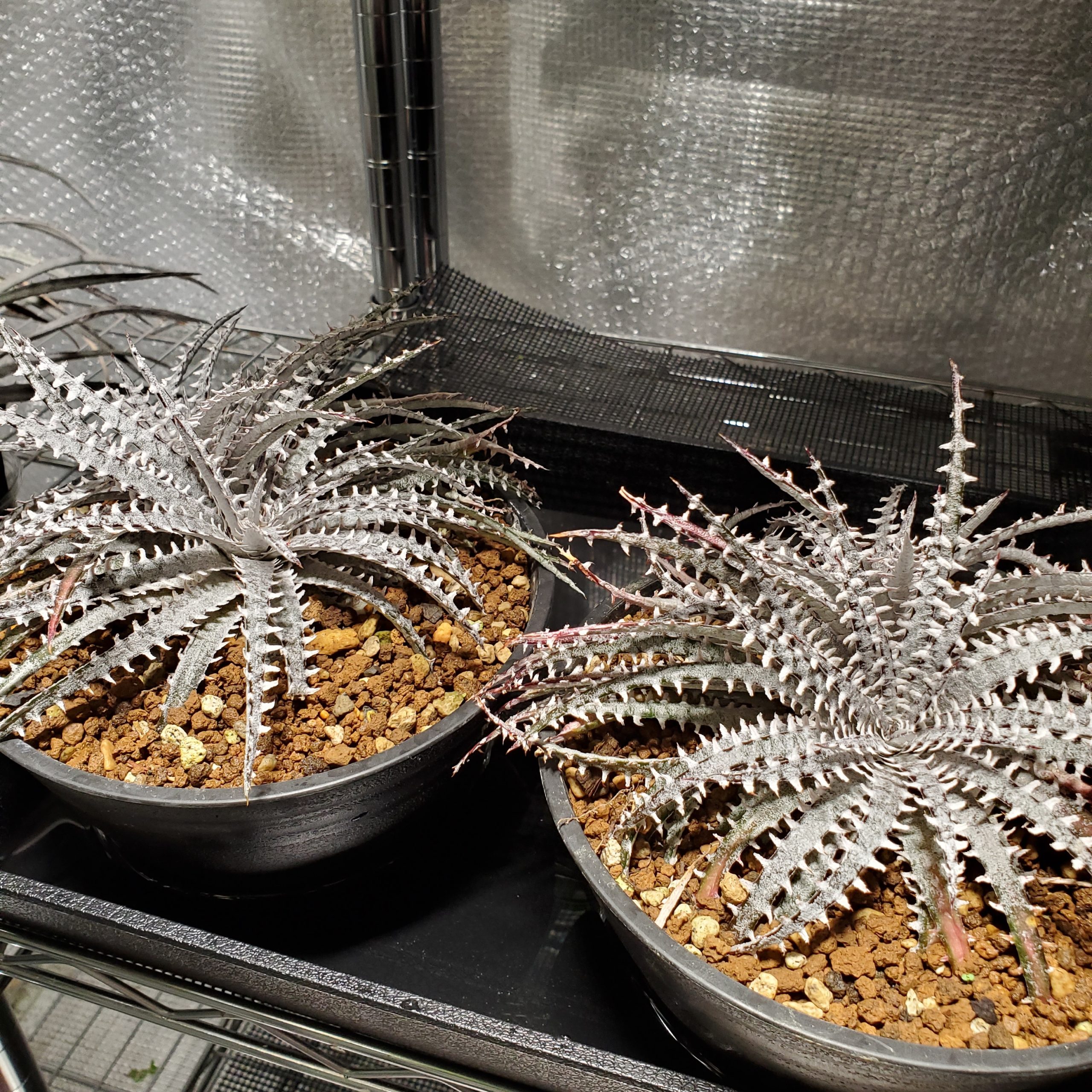 ディッキア・フォステリアナ：Dyckia fosteriana 'Special Spine