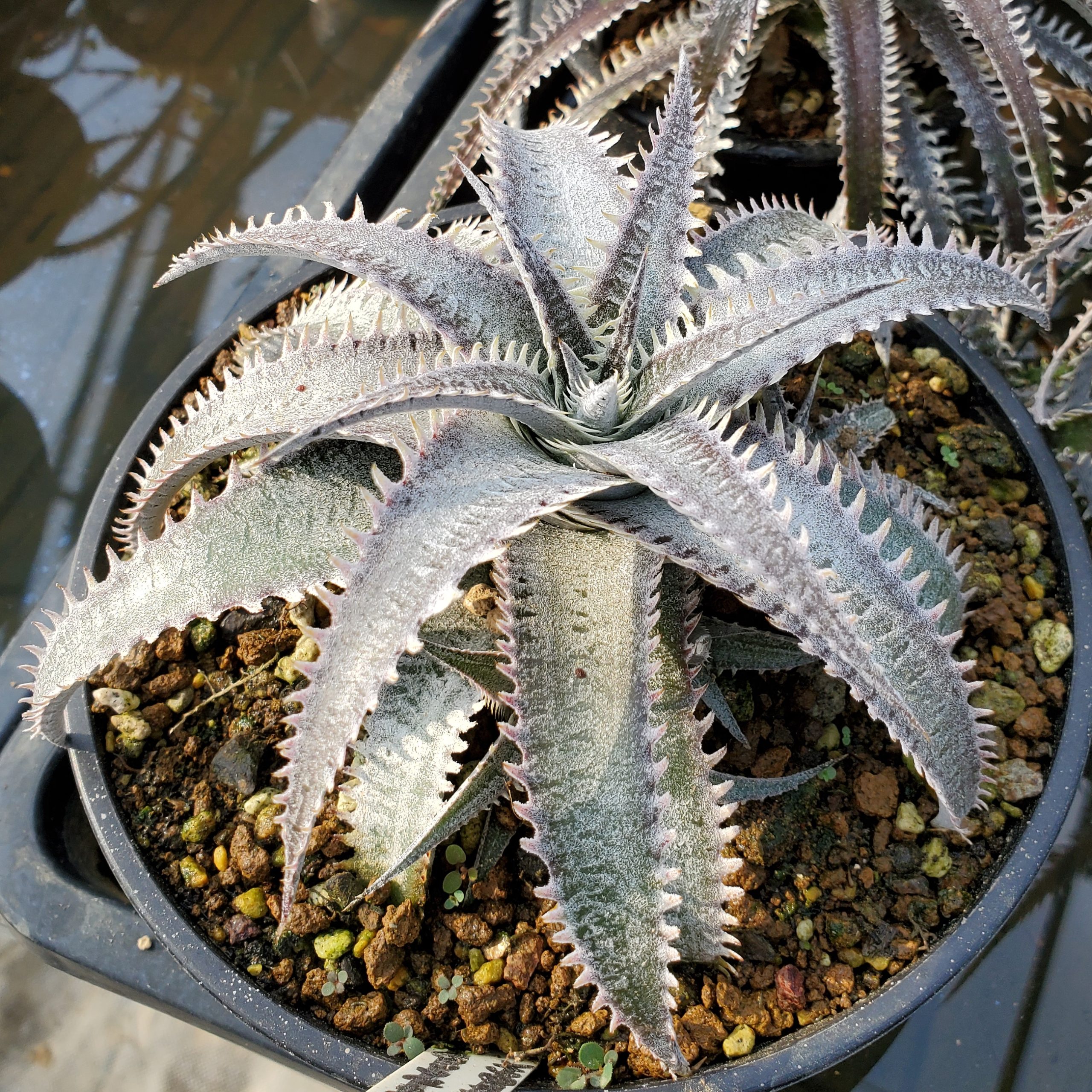 ディッキア：Dyckia 'Fountain' x ('Brittle Star' F1 x 'Red Ripper