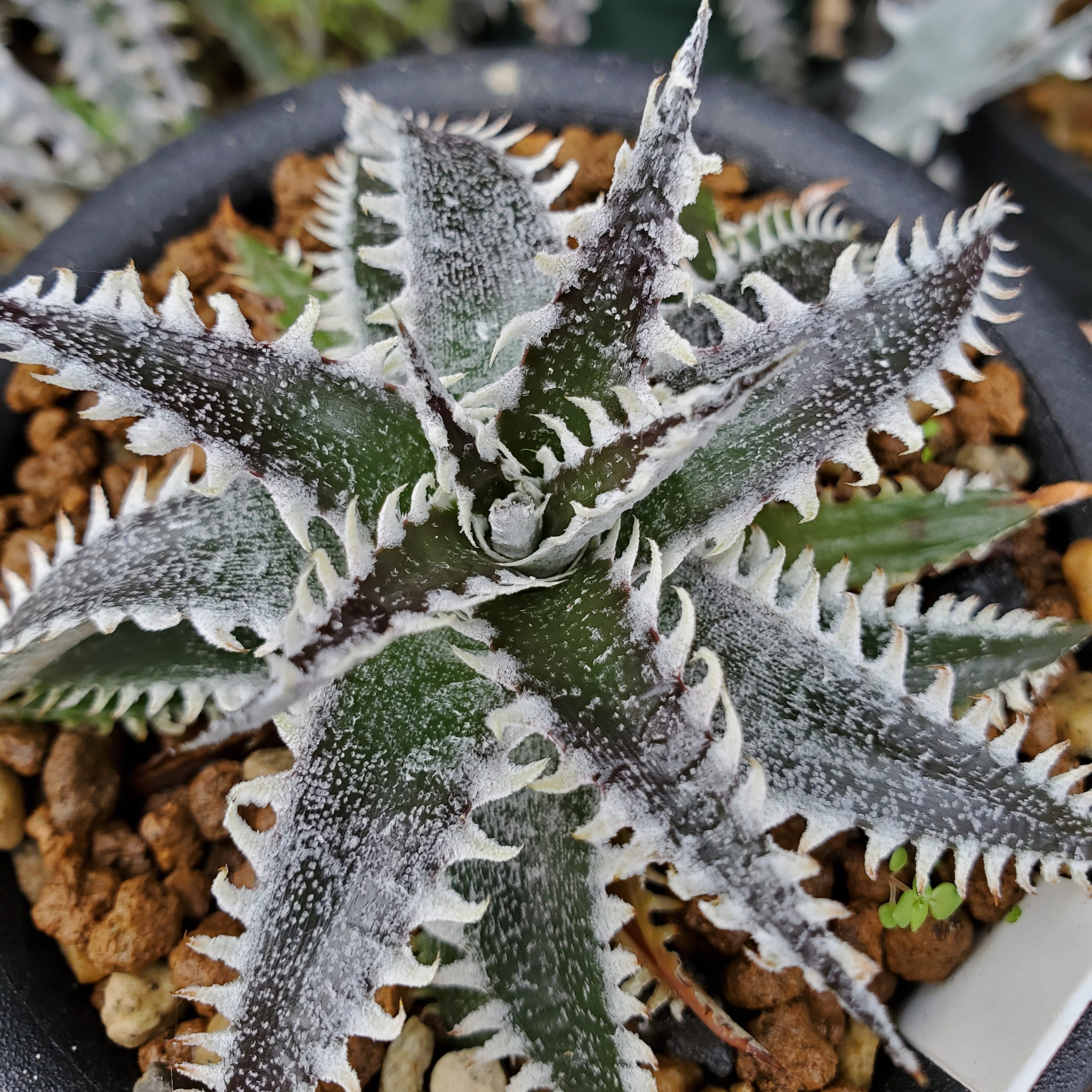 ディッキア：Dyckia ('Arizona' x 'Brittle Star' #Small) x 'Silver