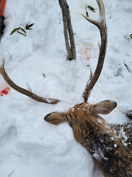 蝦夷鹿のスカルトロフィーの作り方。 | 食べる | 連載コラム「エコレポ
