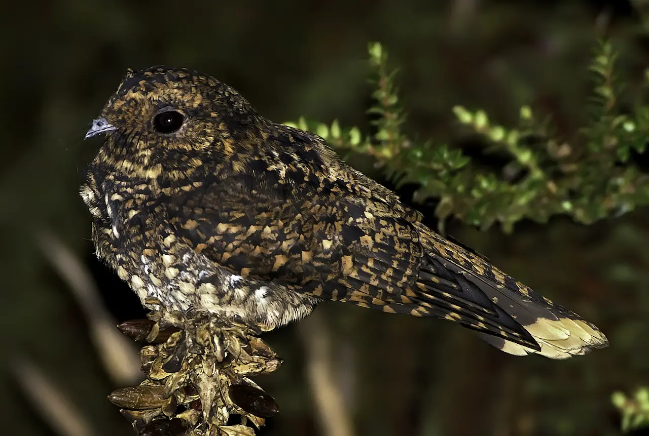 Dusky-Nightjars-1280x861-1.webp