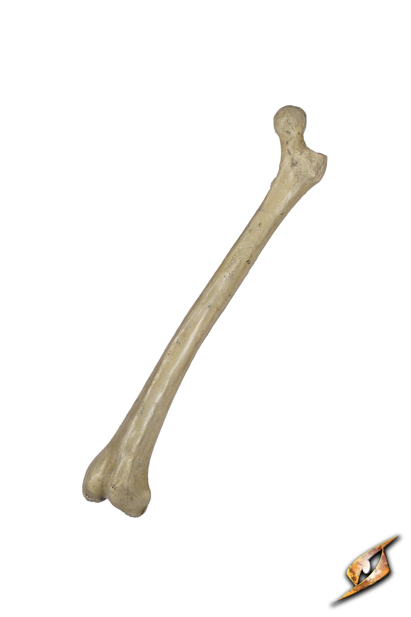 Thigh Bone