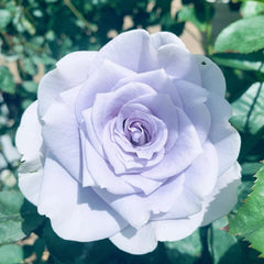 Blue Gravity Rose-蓝色引力｜Japanese Shrub Rose – Ergongzy Roses