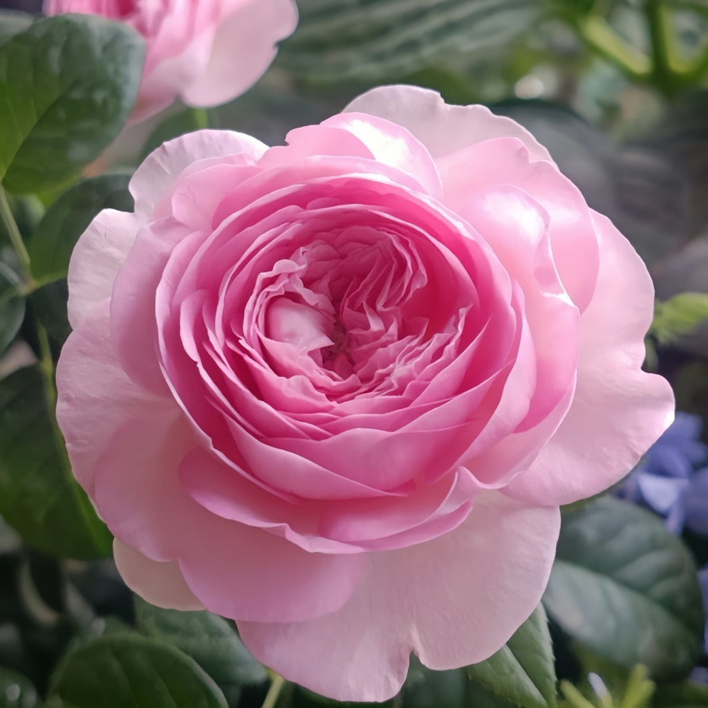 Mon_Coeur_Rose004_1024x1024.