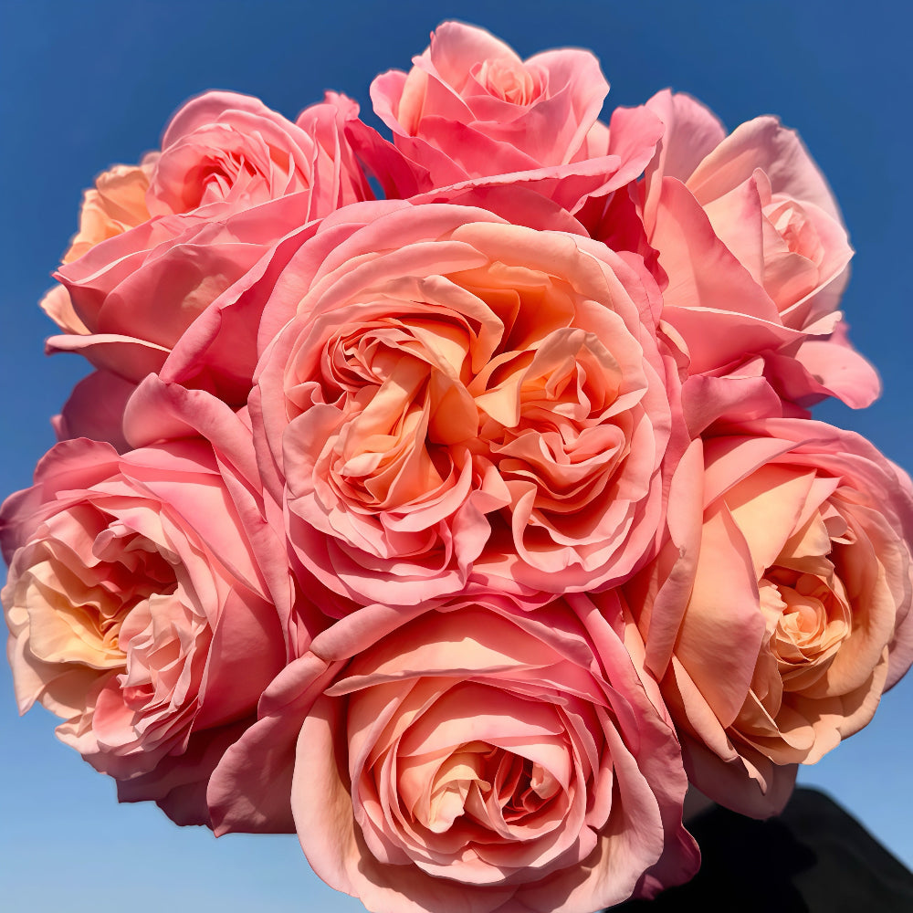 Pink X Expression Rose-粉色爆炸｜Japanese Shrub Rose – Ergongzy Roses