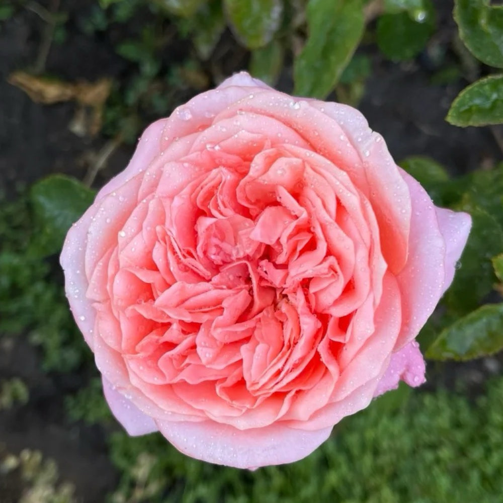 Pink X Expression Rose-粉色爆炸｜Japanese Shrub Rose – Ergongzy Roses