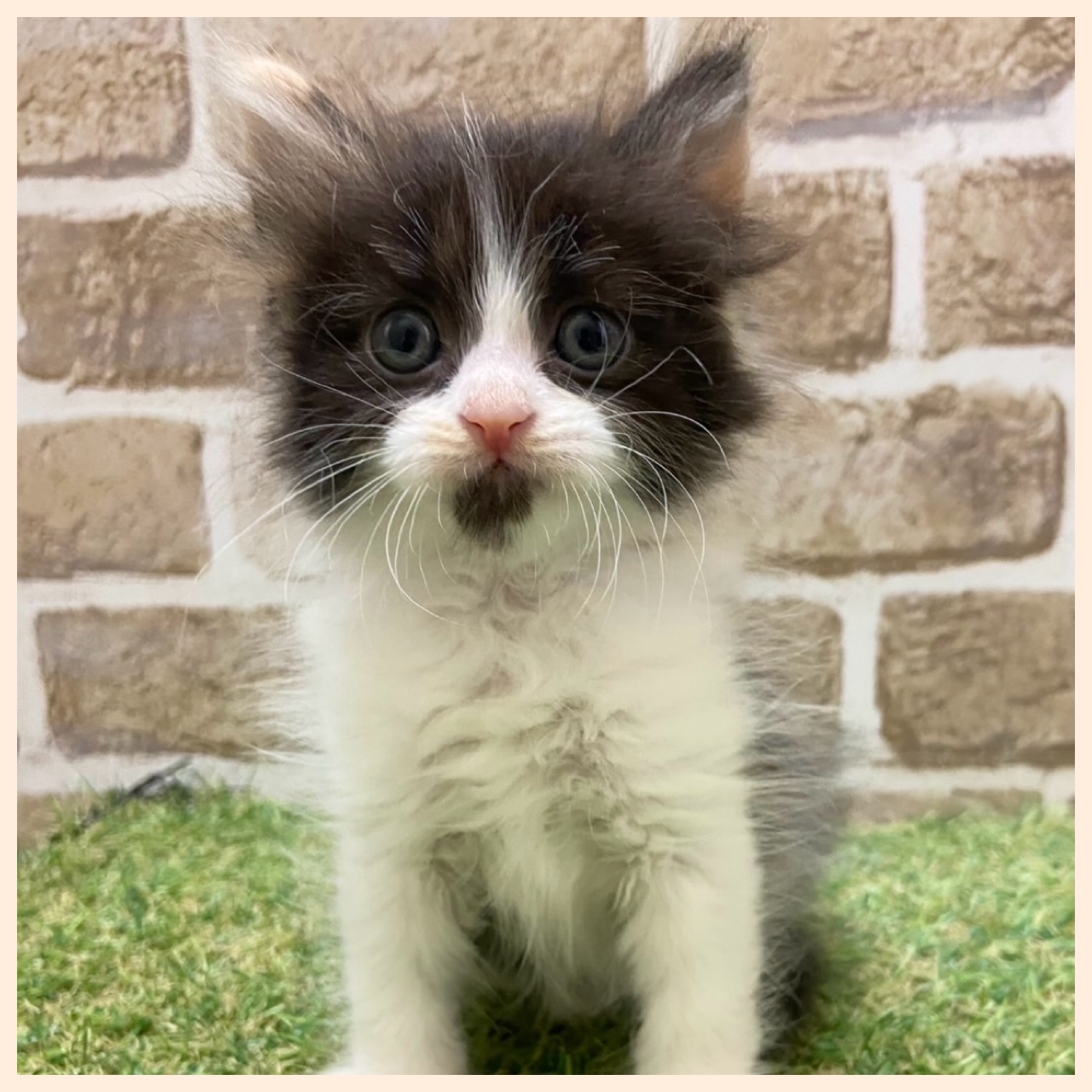 マンチカン(その他系)の子猫を価格や特徴で探す|ペットショップ探す