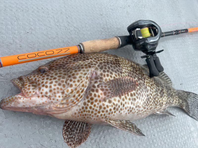 フィンチ fin-ch CANARIA COCO77 ロックフィッシュロッド