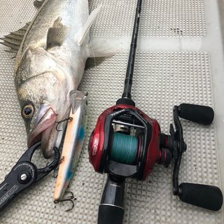 シーバスのプロが完全監修！テイルウォークのシーバスロッドが超有能