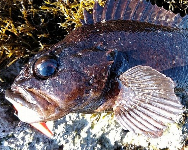 ムラソイの釣り方を知りたい！カサゴそっくりのロックフィッシュに注目