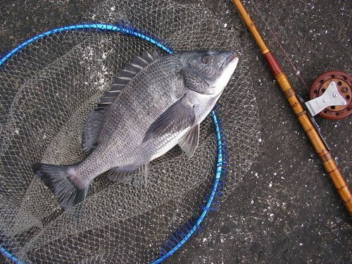 和竿ヘチ釣り 黒鯛 和竿ヘチ釣り 黒鯛 和竿ヘチ釣り 黒鯛 黒鯛師 THE