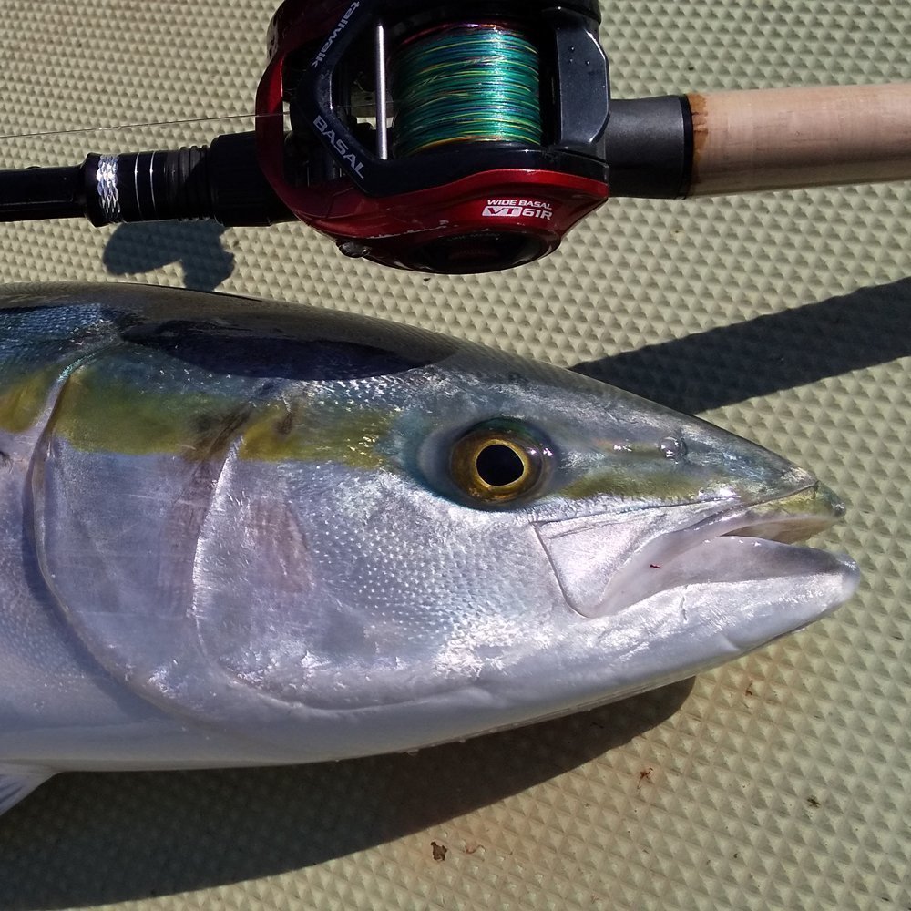 コスパ最強のベイトリール！バサルとワイドバサルの違いとは？それぞれ