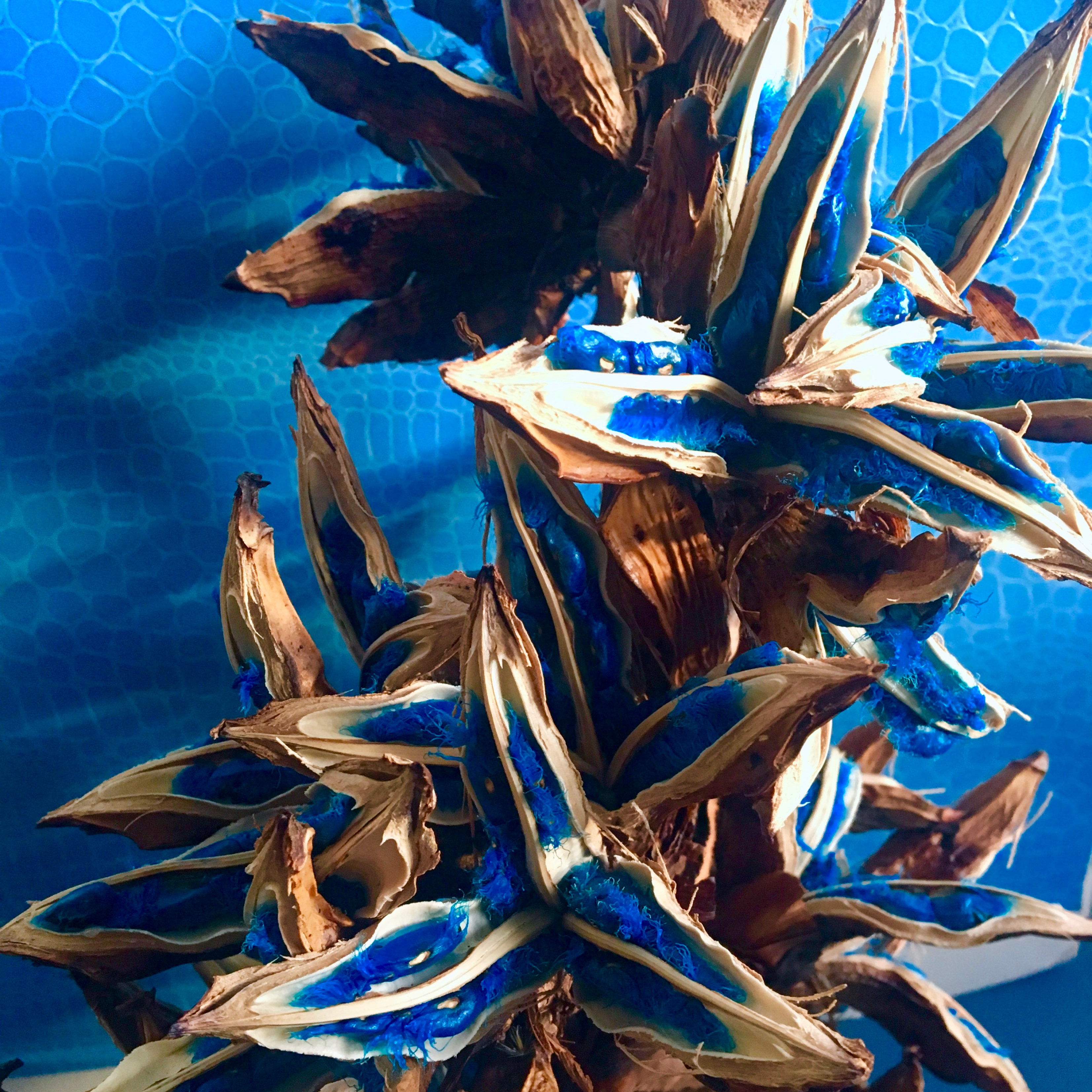 PORTRAITのシンボル タビビトノキとは