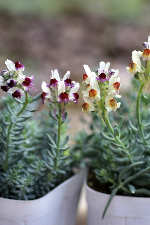 這性リナリア（姫金魚草） 『ネオンライツ』 鉢 ジャンクガーデン 寄せ