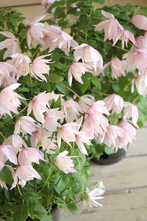 クレマチス『ピンクフラミンゴ』 ジャンクガーデン 寄せ植え 花苗通販