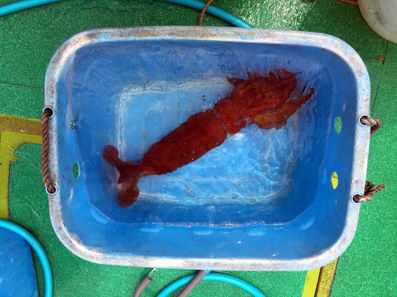 フジモリ・フィッシング・タックル FFTヤリイカ竿スルメイカ竿