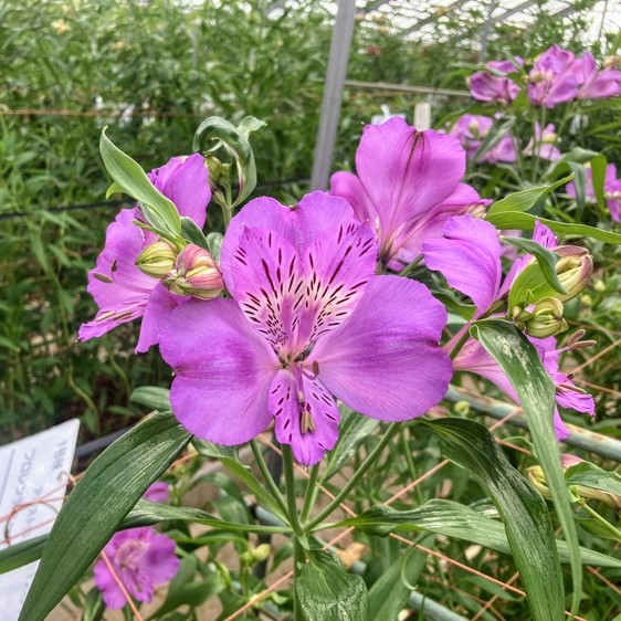 西軽井沢農場】アルストロメリアが咲いています！ - 福花園種苗株式会社