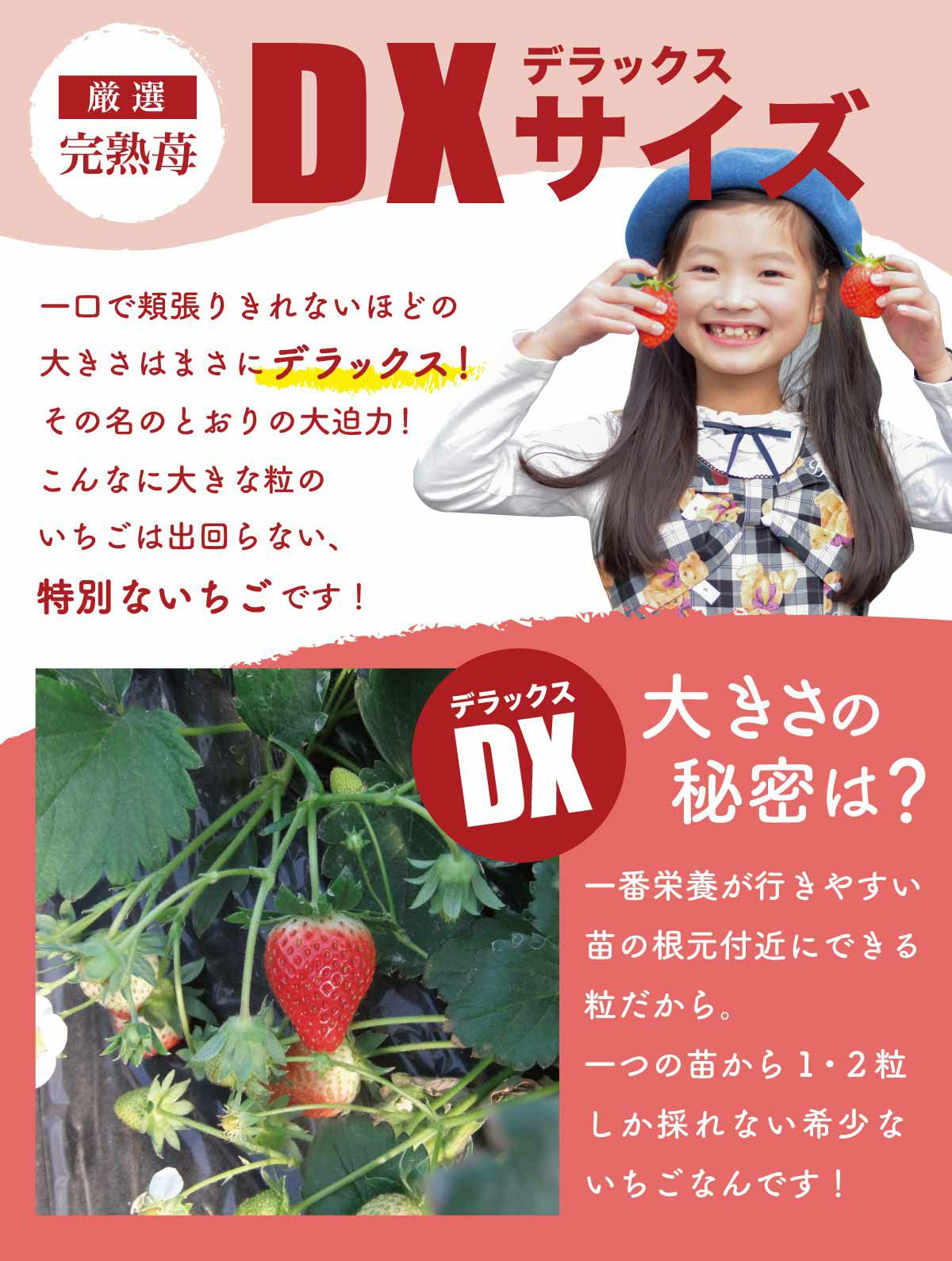 いちご ひな苺（やよいひめ）デラックス DXサイズx2トレイ【送料無料