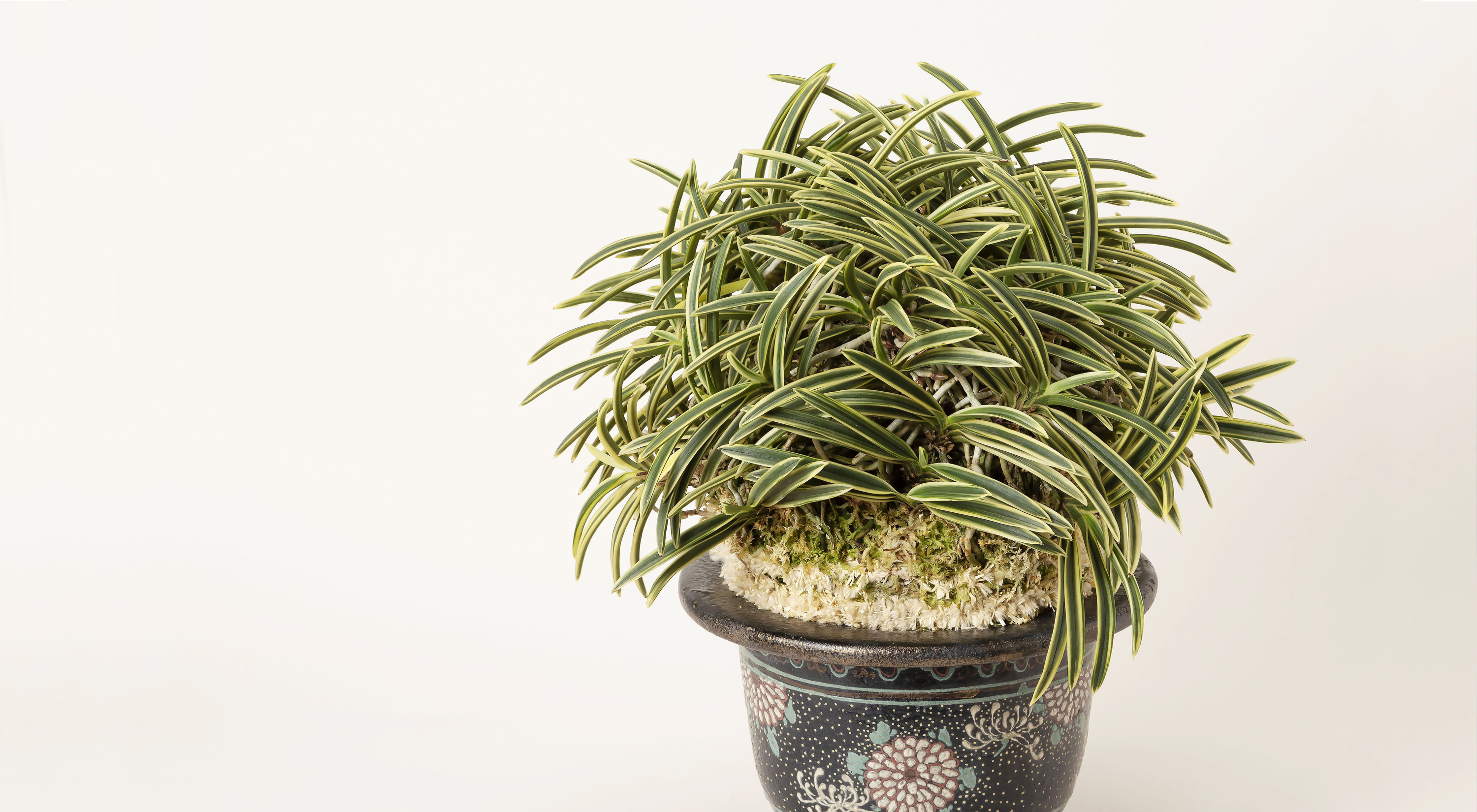 富貴蘭「清涼殿」若木割子 日本富貴蘭会 | official web site 富貴